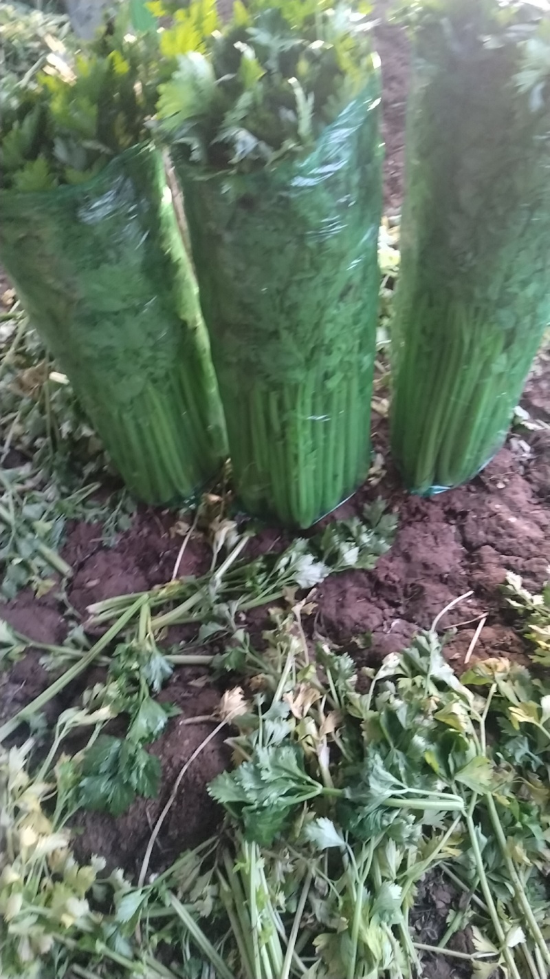 现有大量西芹上市，捆绑3/4左右，高60公分左右