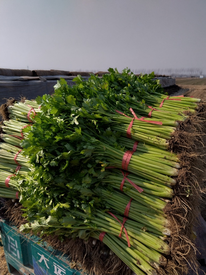 现有大量西芹上市，捆绑3/4左右，高60公分左右