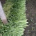 现有大量西芹上市，捆绑3/4左右，高60公分左右