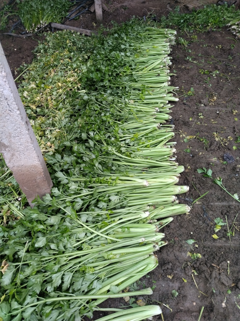 现有大量西芹上市，捆绑3/4左右，高60公分左右