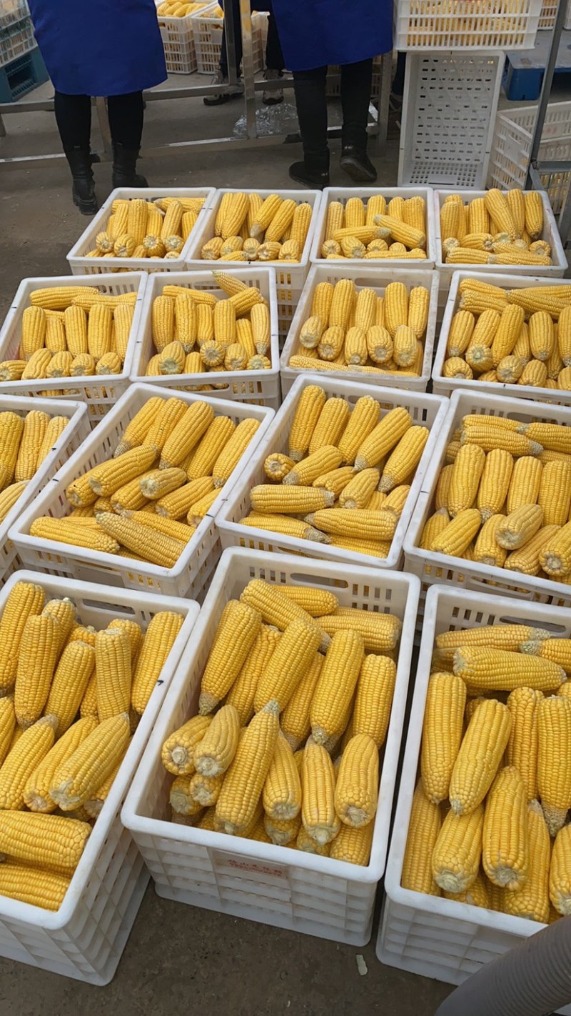 太阳花水果玉米