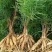 【牛商推荐】天冬苗广西天冬苗全程指导种植成活率高