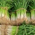 怀远大葱分葱