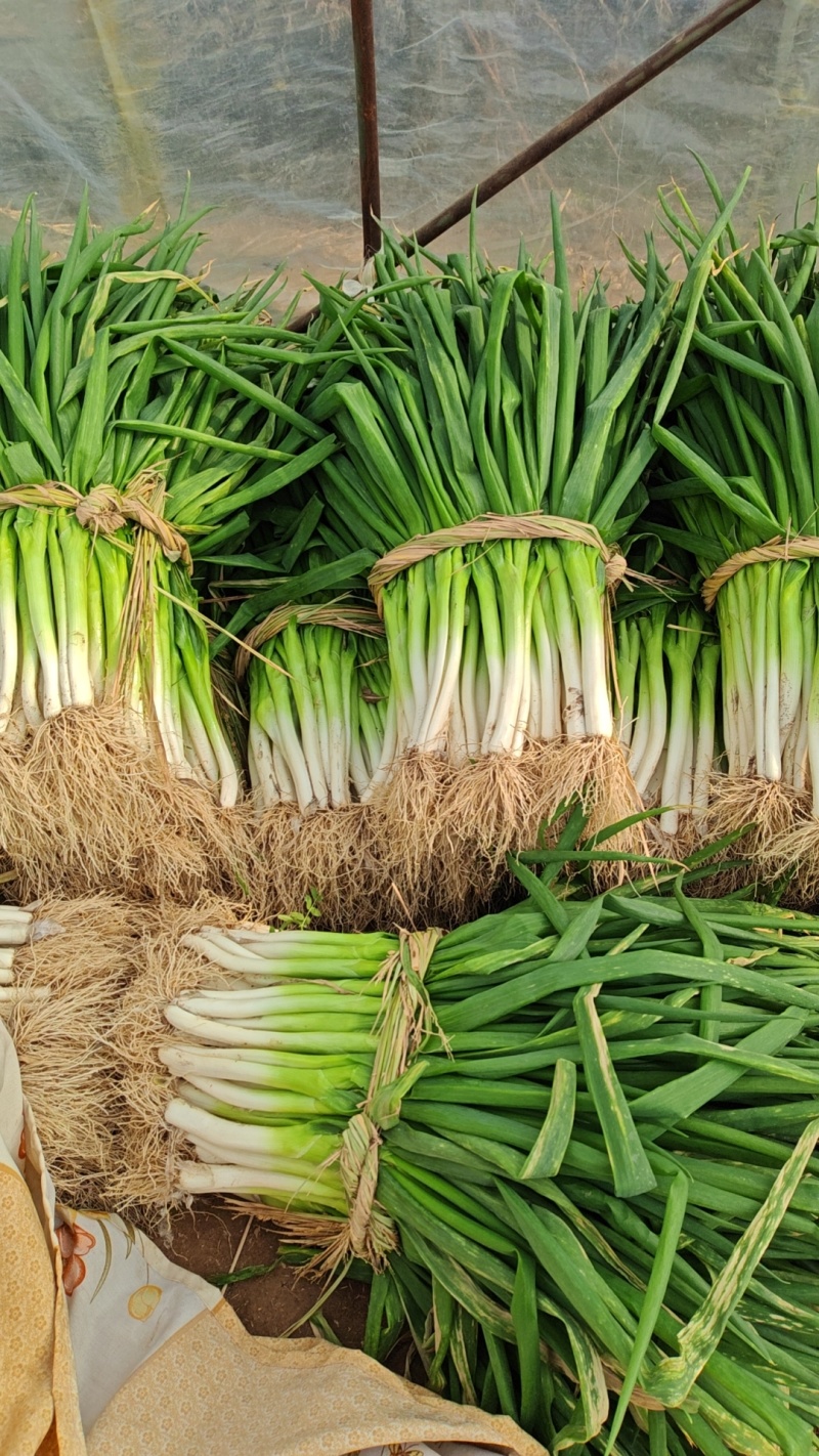怀远大葱分葱