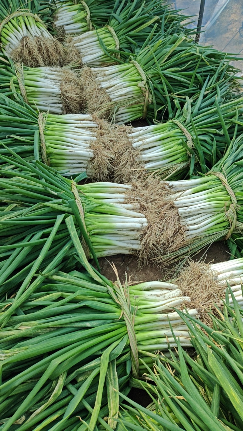 怀远大葱分葱