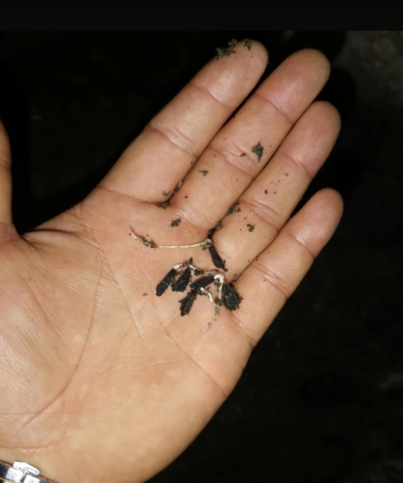 中药材新产百部种苗