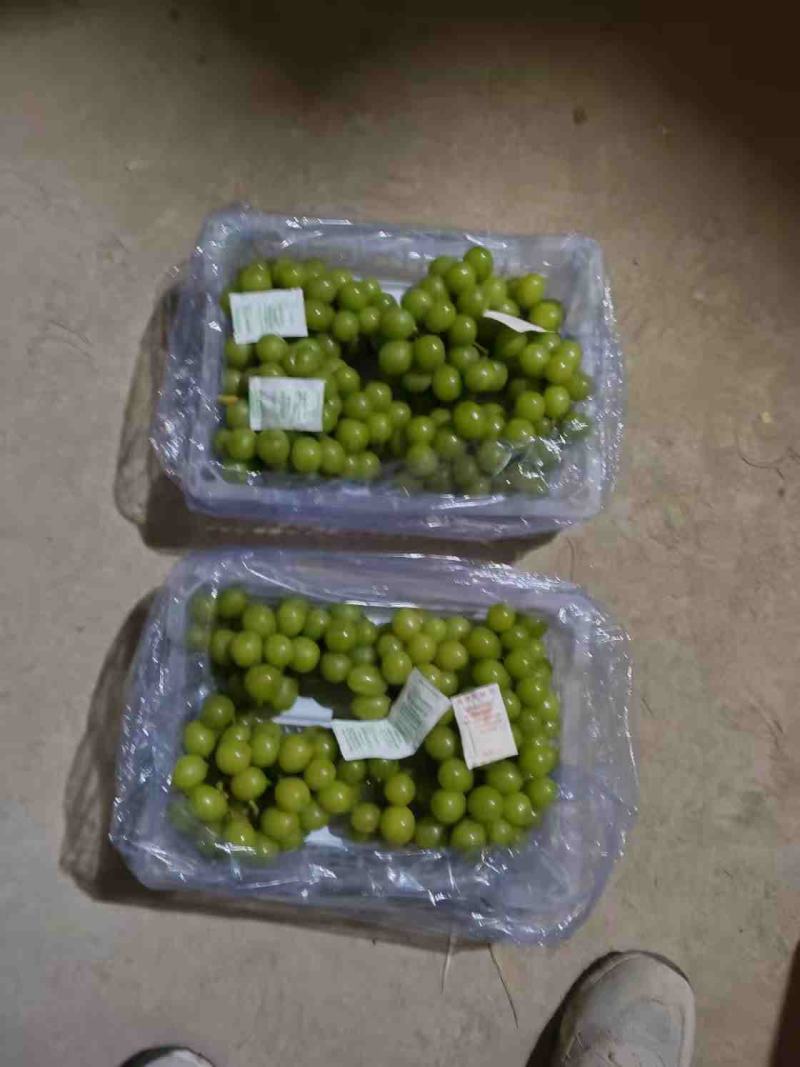 辽宁锦州精品阳光玫瑰冷库直接发货品质上乘价格优惠