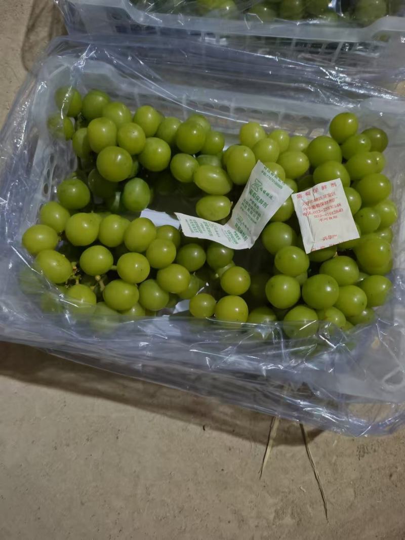 辽宁锦州精品阳光玫瑰冷库直接发货品质上乘价格优惠