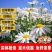 大滨菊厂家货源批发价格全国发货价格便宜欢迎下单咨询