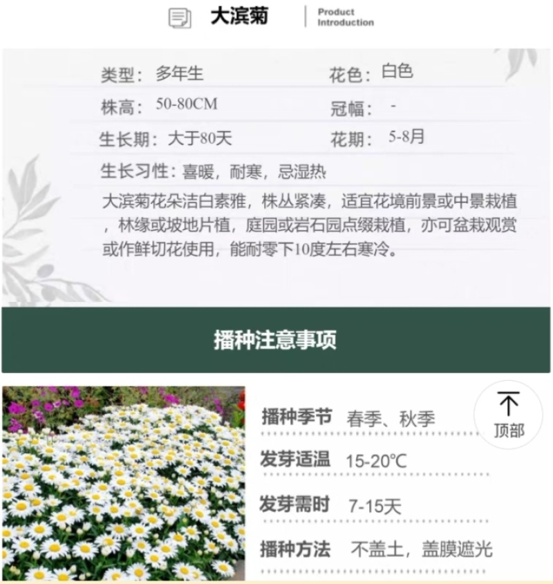 大滨菊厂家货源批发价格全国发货价格便宜欢迎下单咨询