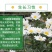 大滨菊厂家货源批发价格全国发货价格便宜欢迎下单咨询