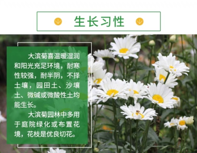 大滨菊厂家货源批发价格全国发货价格便宜欢迎下单咨询