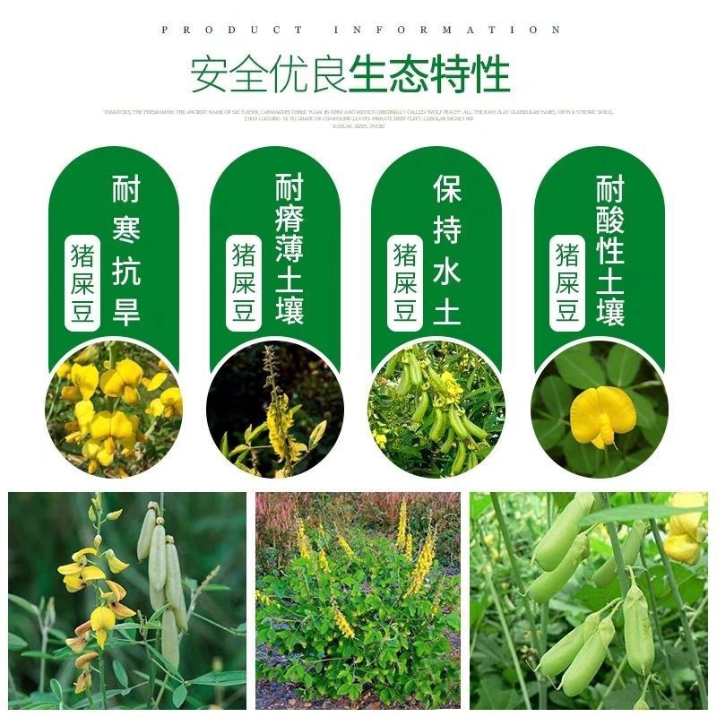 猪屎豆种子厂家货源批发价全国发货价格便宜欢迎下单咨询