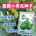 圆墨小青瓜葫芦种子早熟耐寒圆形西葫芦种子阳台盆栽蔬菜种子