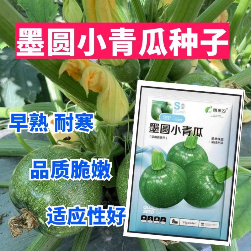 圆墨小青瓜葫芦种子早熟耐寒圆形西葫芦种子阳台盆栽蔬菜种子