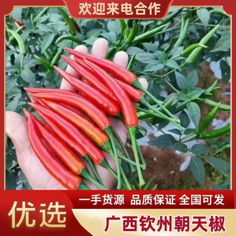 泰国系列朝天椒苗线椒苗辣椒苗苗场直供品质有保障育苗工厂