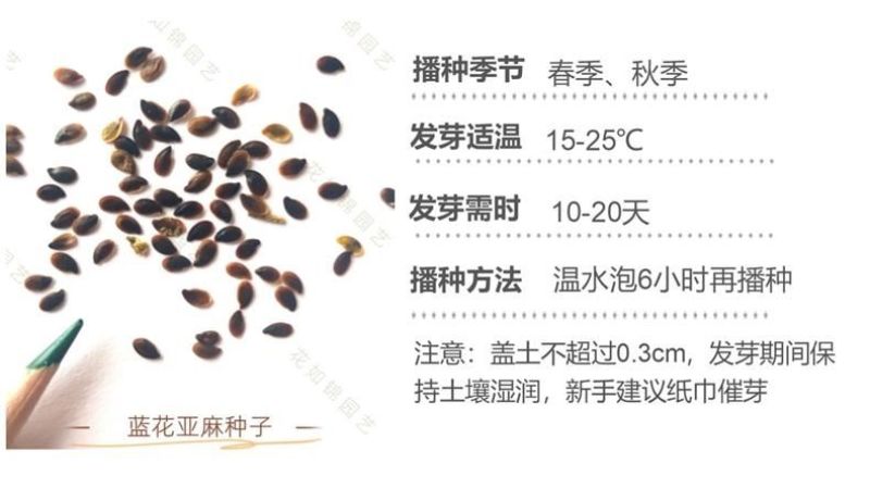 蓝花亚麻种子厂家货源批发价格全国发货价格便宜欢迎下单咨询