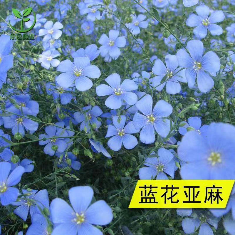 蓝花亚麻种子厂家货源批发价格全国发货价格便宜欢迎下单咨询