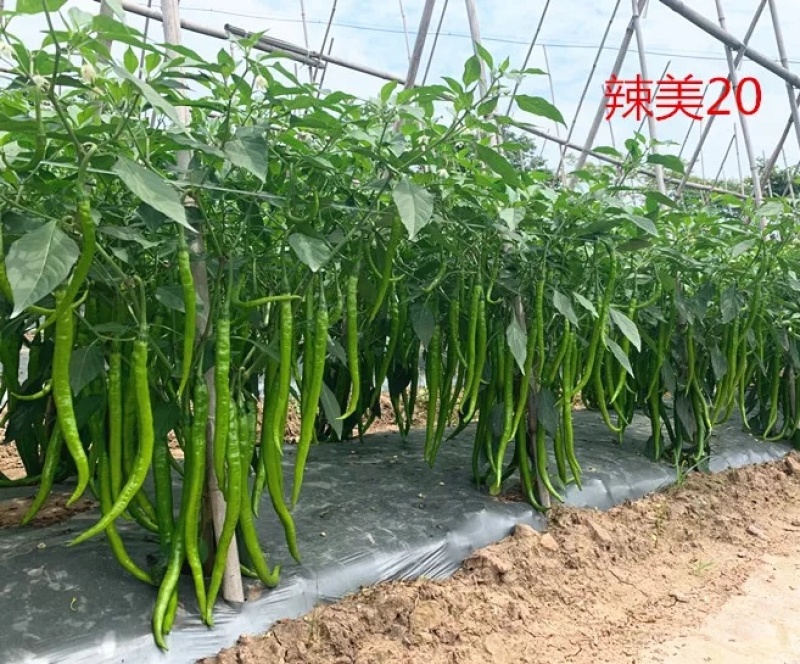 【推荐】三号八号线椒苗抗病性强高产青绿油泽苗场直供基地