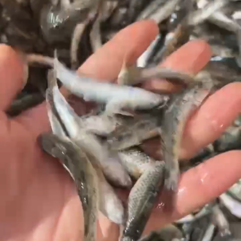 花麦穗，穿钉子