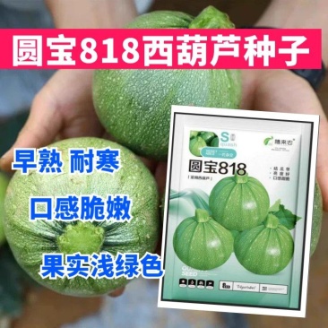 圆宝818西葫芦种子早熟耐寒口感脆嫩阳台庭院盆栽蔬菜种子
