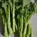油菜苔