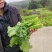 油菜苔