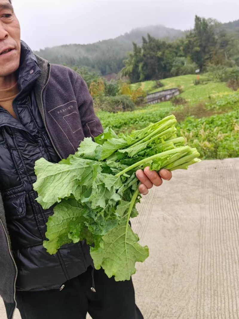 油菜苔