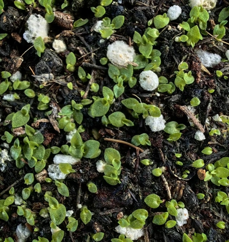 正宗新种白芨