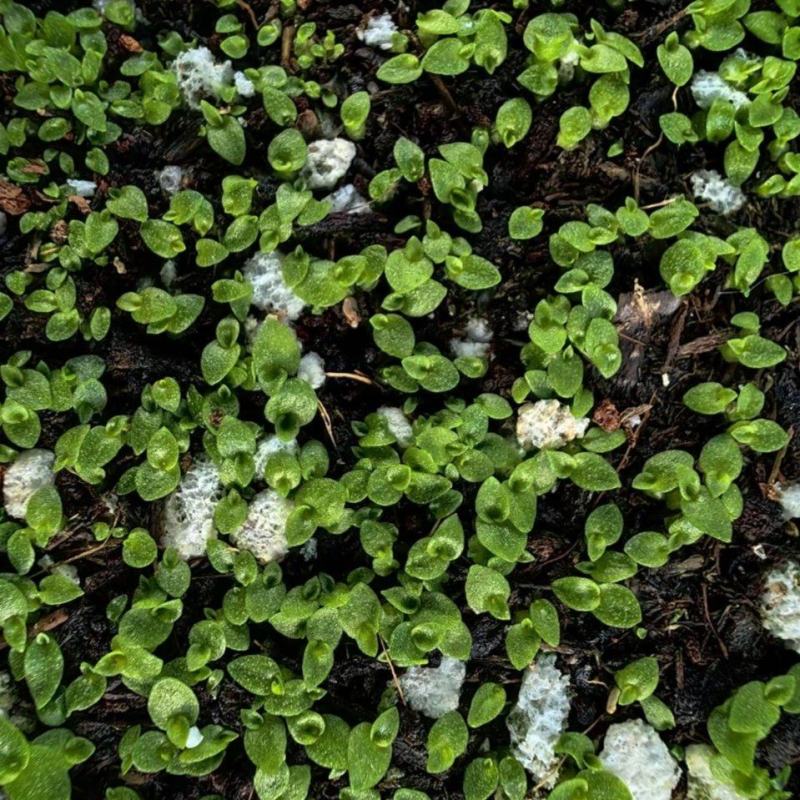 正宗新种白芨