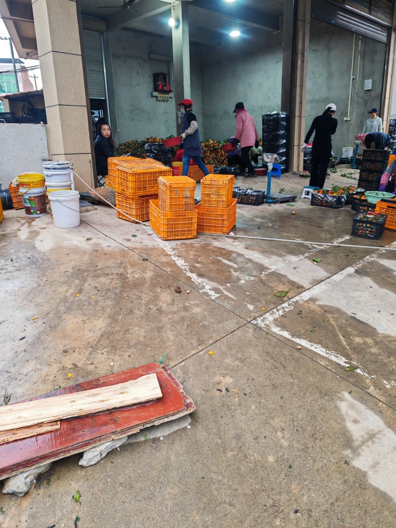 广西沙糖桔武鸣百家果服务周到接越南货批发商超市