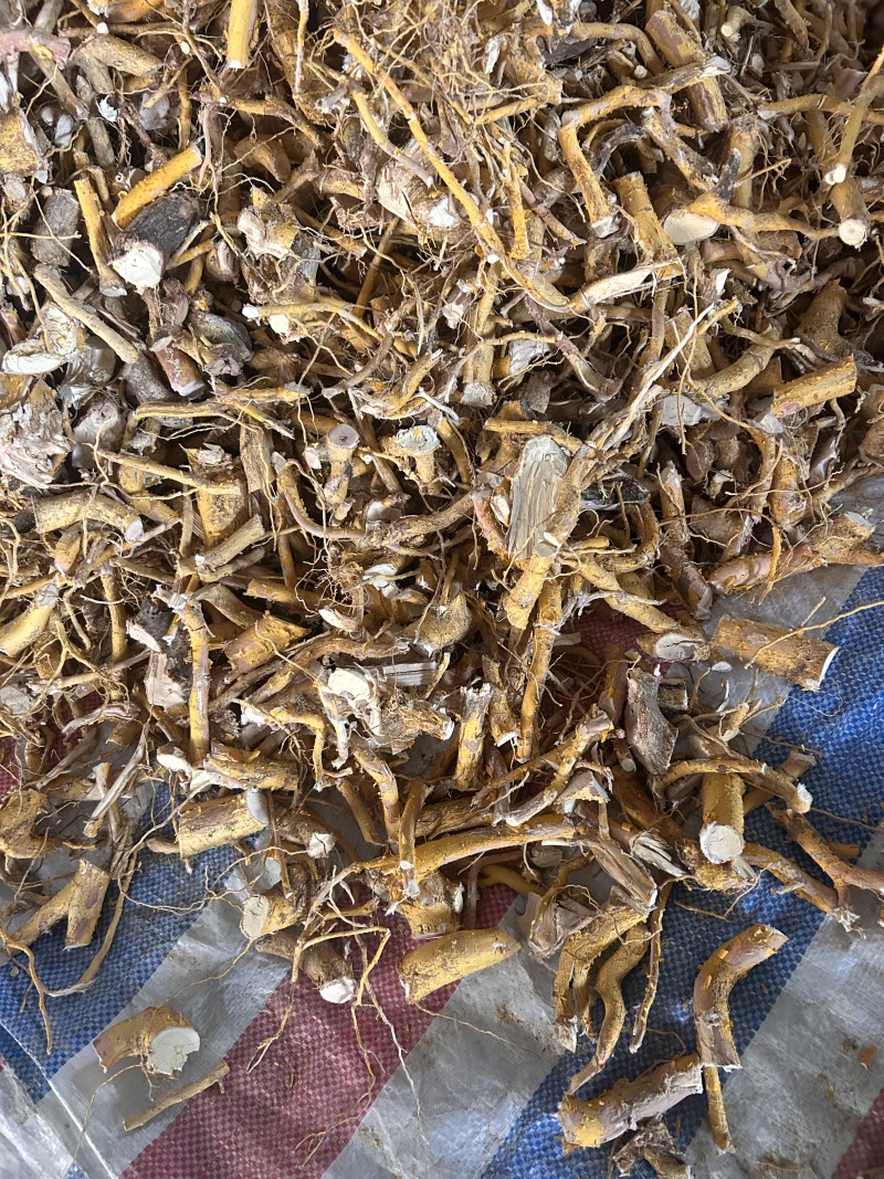 野生黄皮杜仲，金丝杜仲