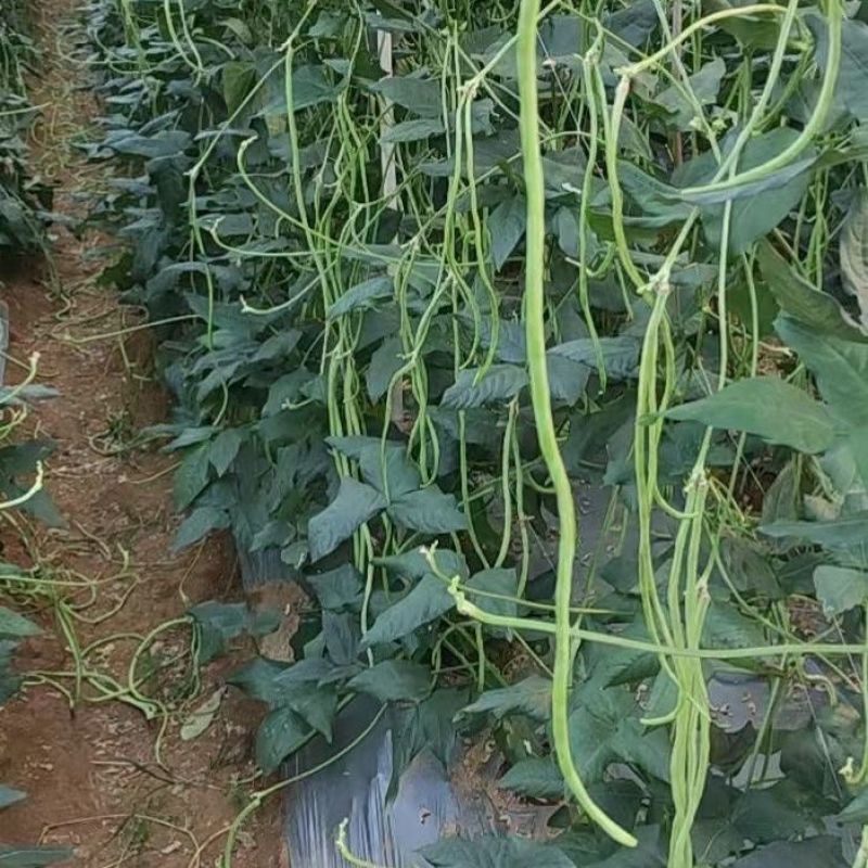 赣农夏美豇豆种子耐热豆角粗长型中早熟耐老化无鼠尾高产长豆