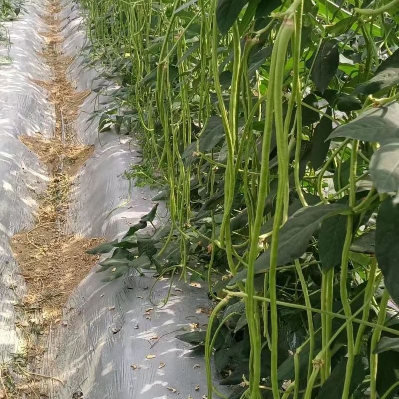赣农夏美豇豆种子耐热豆角粗长型中早熟耐老化无鼠尾高产长豆