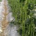 赣农夏美豇豆种子耐热豆角粗长型中早熟耐老化无鼠尾高产长豆