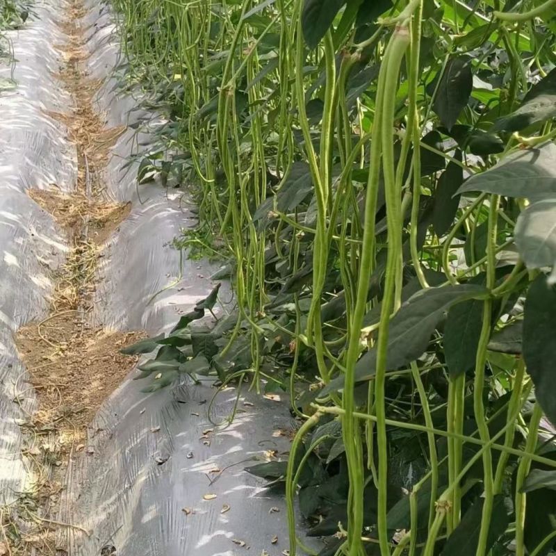 赣农夏美豇豆种子耐热豆角粗长型中早熟耐老化无鼠尾高产长豆