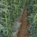 赣农夏美豇豆种子耐热豆角粗长型中早熟耐老化无鼠尾高产长豆