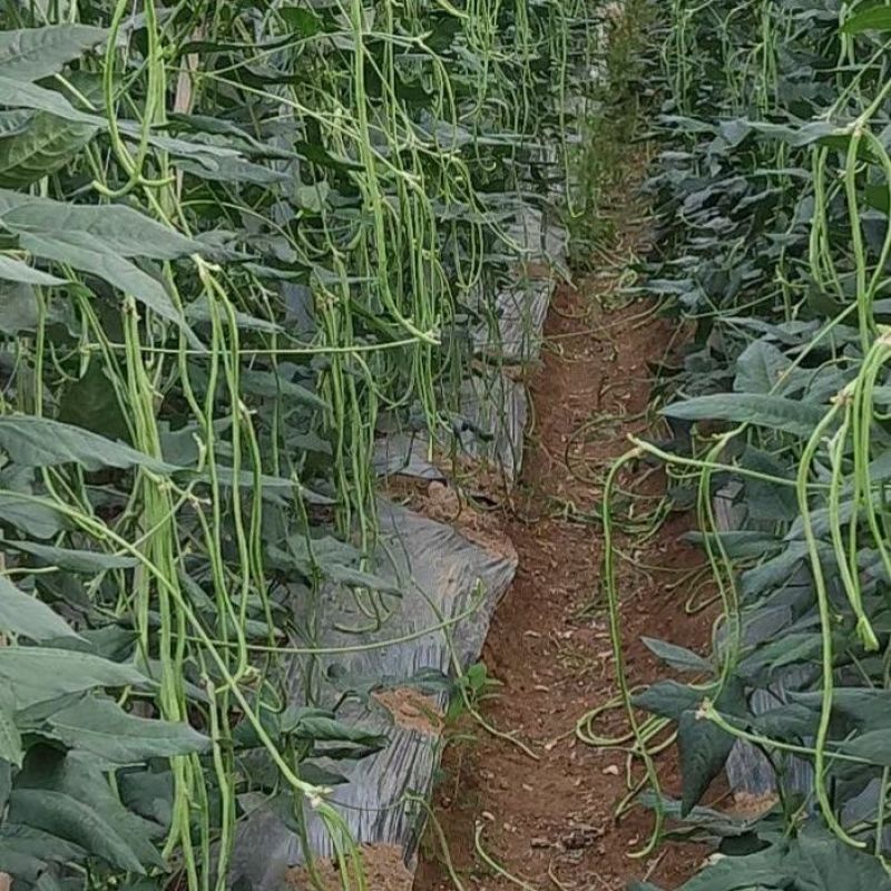 赣农夏美豇豆种子耐热豆角粗长型中早熟耐老化无鼠尾高产长豆