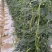 赣农夏美豇豆种子耐热豆角粗长型中早熟耐老化无鼠尾高产长豆