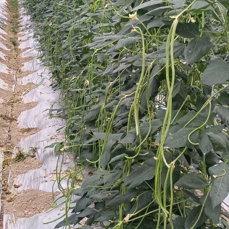 赣农夏美豇豆种子耐热豆角粗长型中早熟耐老化无鼠尾高产长豆
