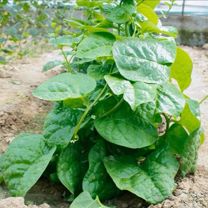 大叶木耳菜种子