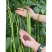 精品长豆角种籽靓绿100早中熟翠绿条四季不鼓籽少无筋产