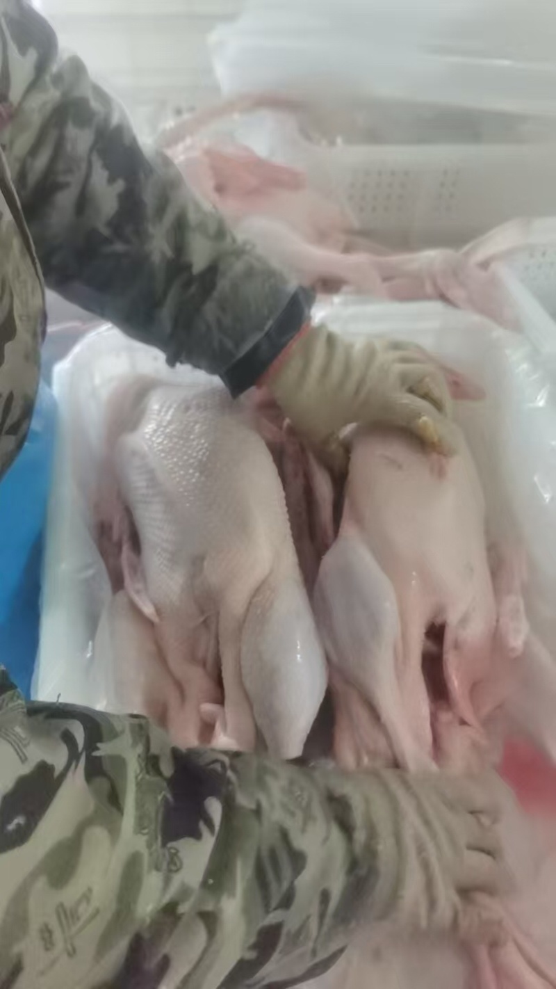 鹅肉**