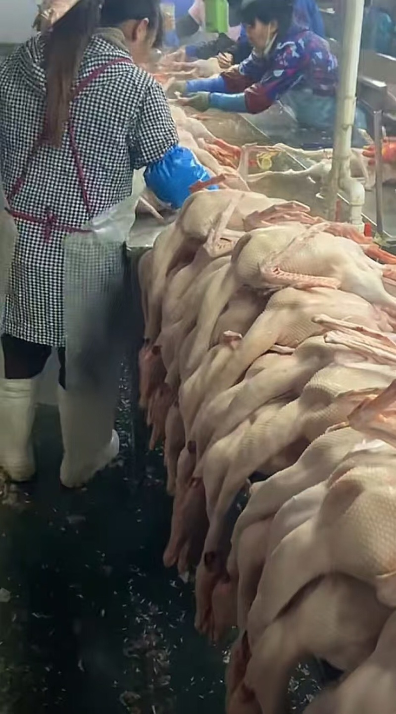 鹅肉**