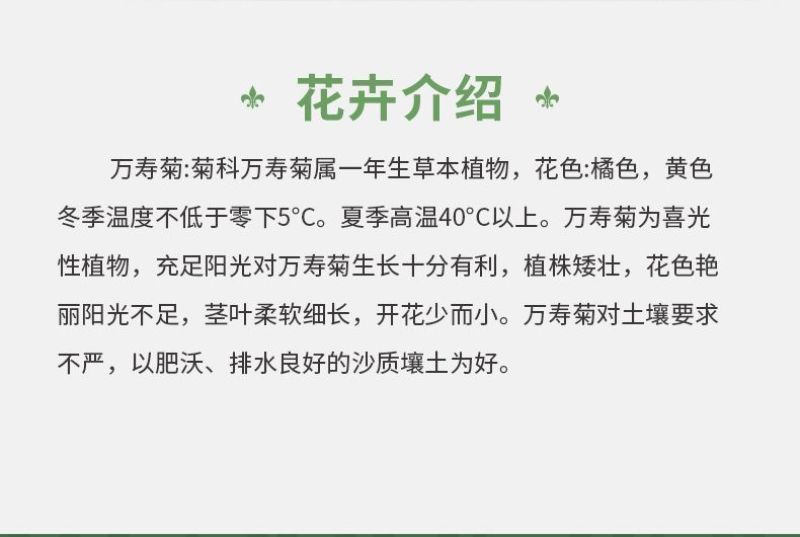 万寿菊厂家货源批发价格全国发货价格便宜欢迎下单咨询