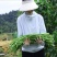 农宝豇豆种子翠绿长豆角种籽耐高温厚肉油绿色豇豆高产大田基