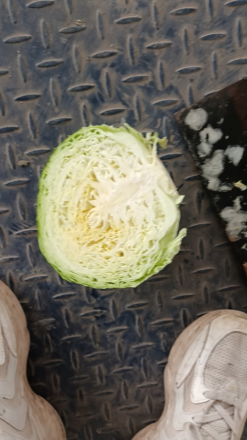半软甘蓝大量走货，价格可谈，品质保证，欢迎来电