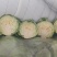 半软甘蓝大量走货，价格可谈，品质保证，欢迎来电