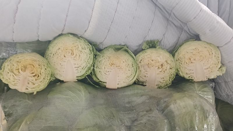 半软甘蓝大量走货，价格可谈，品质保证，欢迎来电