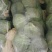 半软甘蓝大量走货，价格可谈，品质保证，欢迎来电